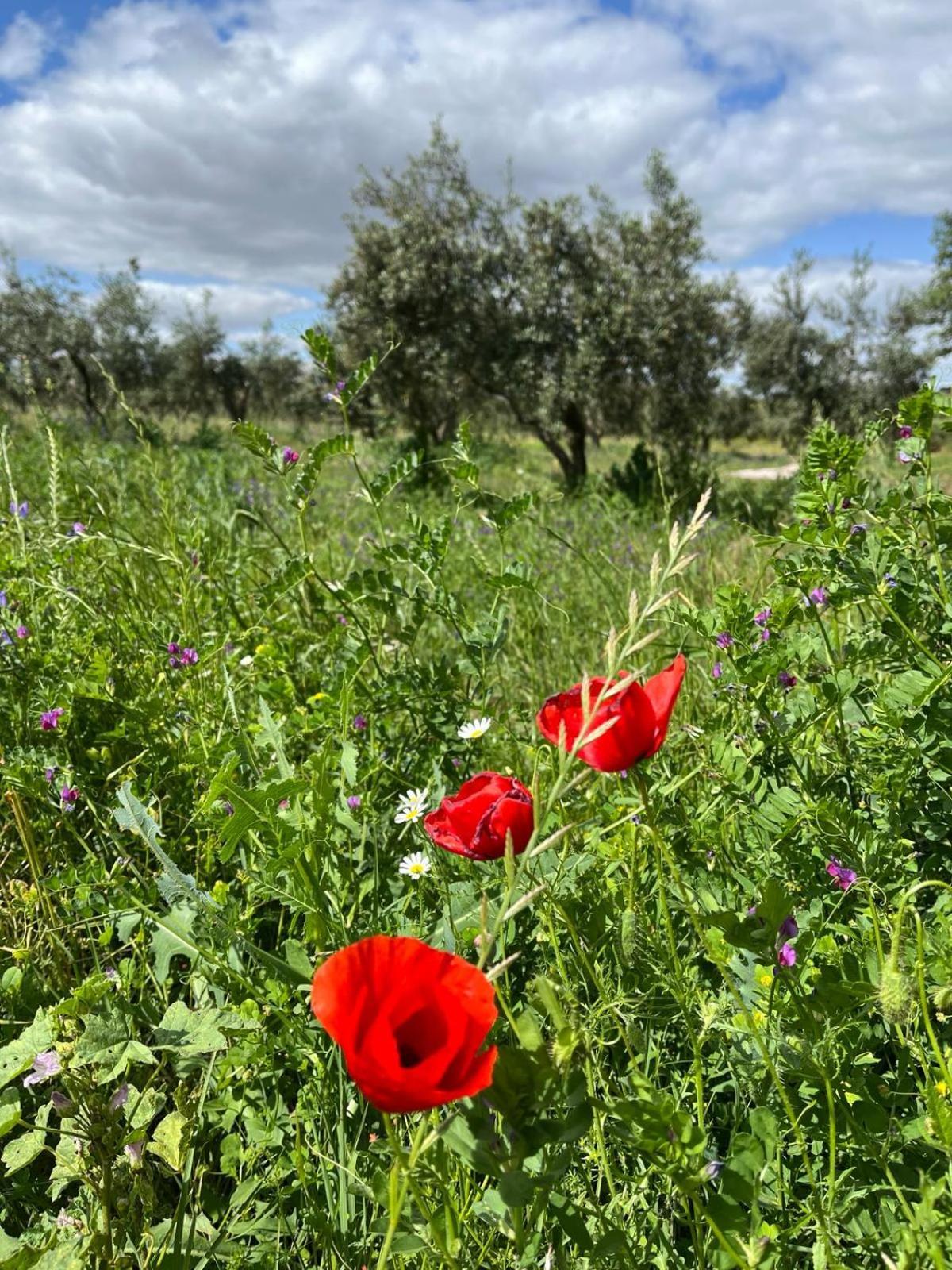 Quinta Monte Da Azinheira Bed and Breakfast Amareleja Εξωτερικό φωτογραφία